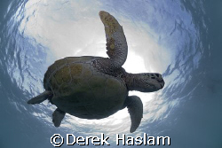 Turtle. Lowe islands. D200, 10.5mm. by Derek Haslam 